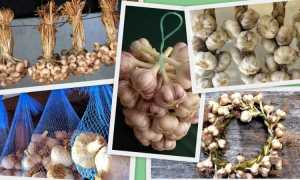Условия и способы хранения чеснока в квартирных условиях