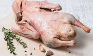 Хранение гусиного мяса в холодильнике в домашних условиях