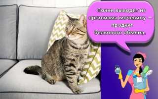 Как удалить запах кошачьей мочи с одежды?