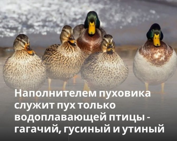 как выбрать теплый пуховик