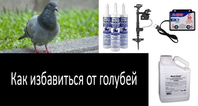 картинка как избавиться от голубей