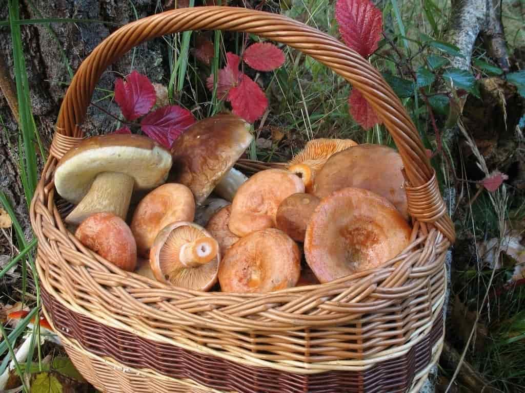 корзина лесных грибов