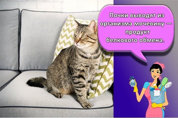 Почки выводят из организма мочевину — продукт белкового обмена.