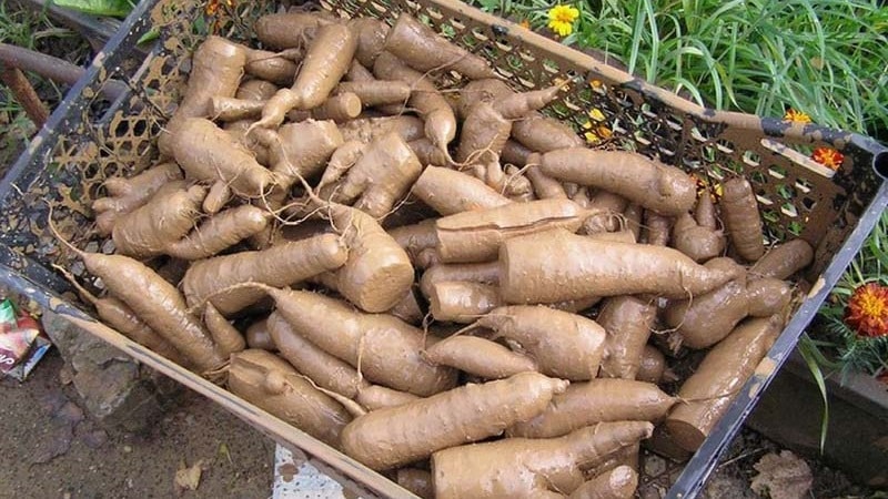 Способы хранения моркови на зиму в квартире