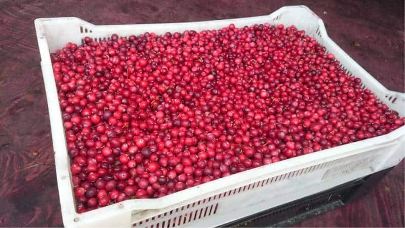 Хранение клюквы в домашних условиях: мороженная, сушеная и консервированная