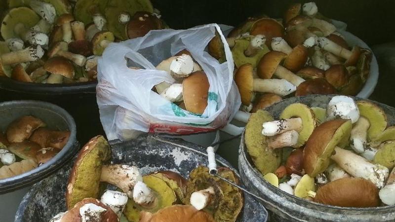 Сколько можно хранить замороженные грибы в морозилке