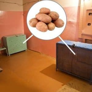 Хранение картошки в зимний период дома — как делать это правильно