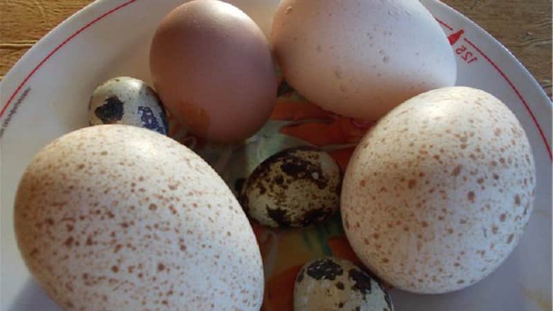 Хранение вареных яиц в скорлупе в холодильной камере