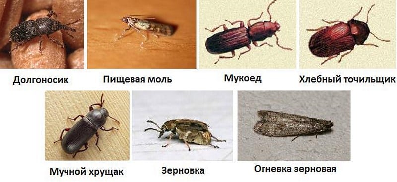 Как избавиться от жучков в крупе на кухне навсегда