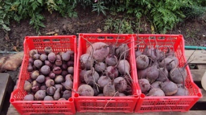 Способы хранения свеклы в домашних условиях